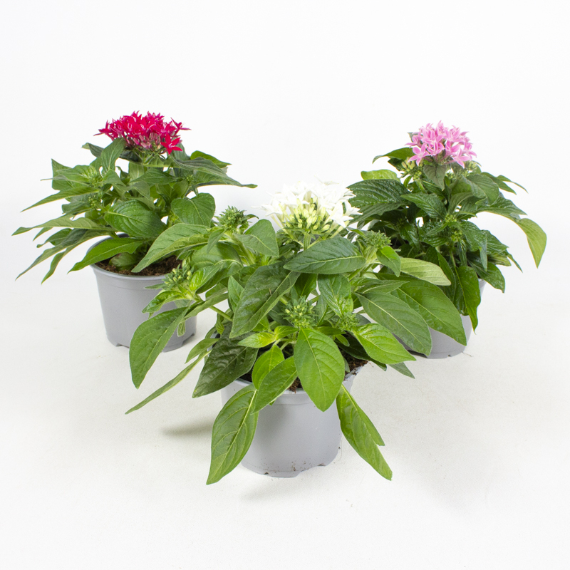Pentas lanceolata