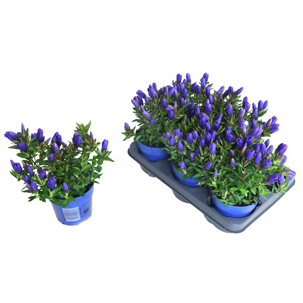 Gentiana scabra bella blue