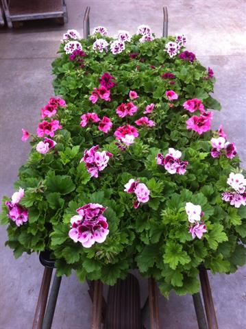 pelargonium