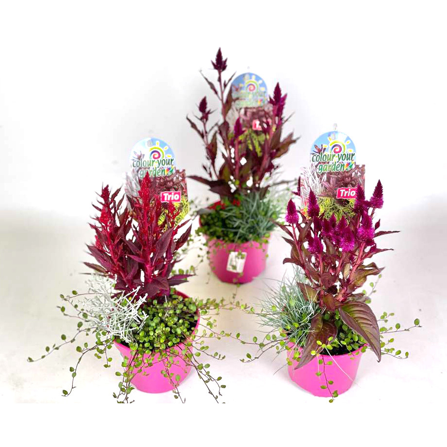 Beetpflanzen colour your garden trio