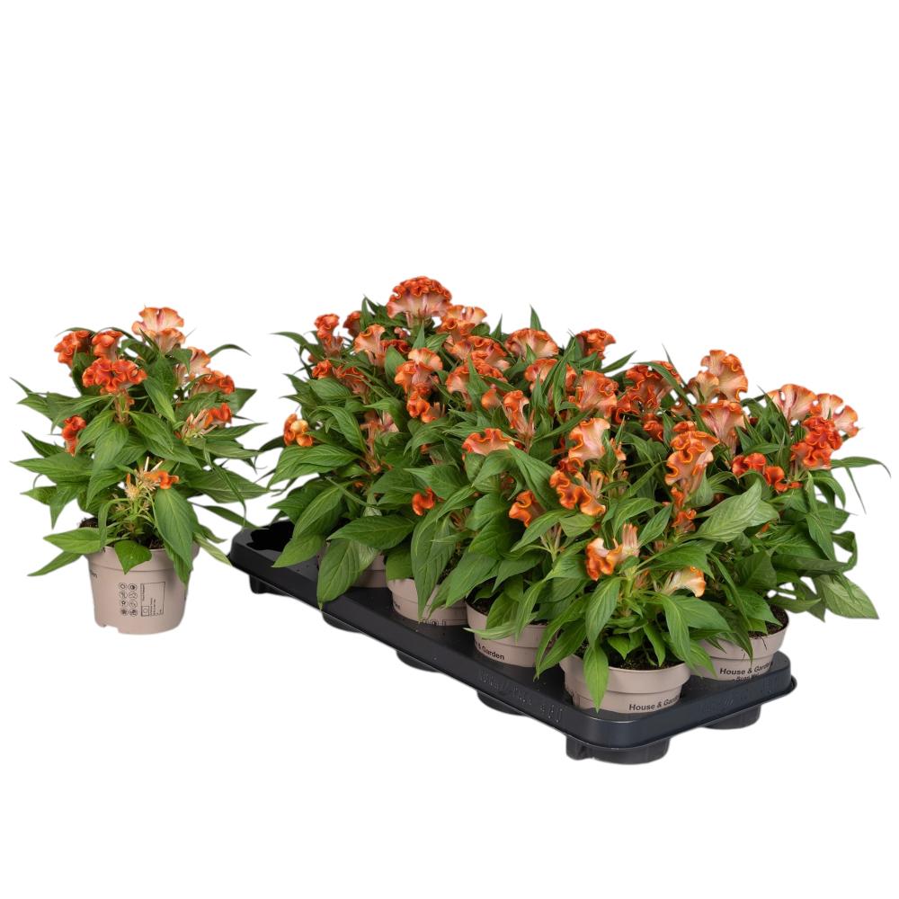 celosia
