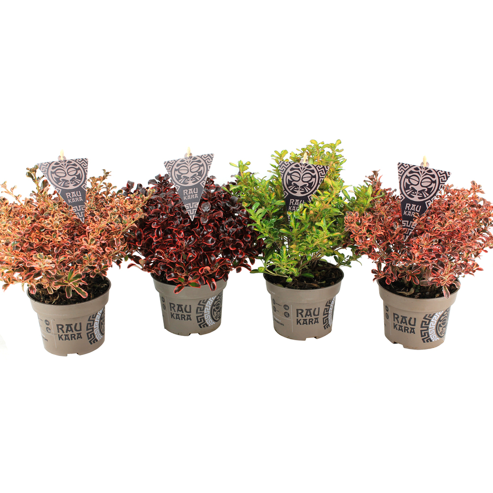 Coprosma repens raukara