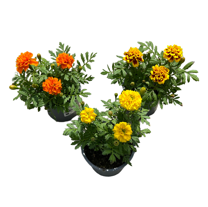 Tagetes kleinblumig