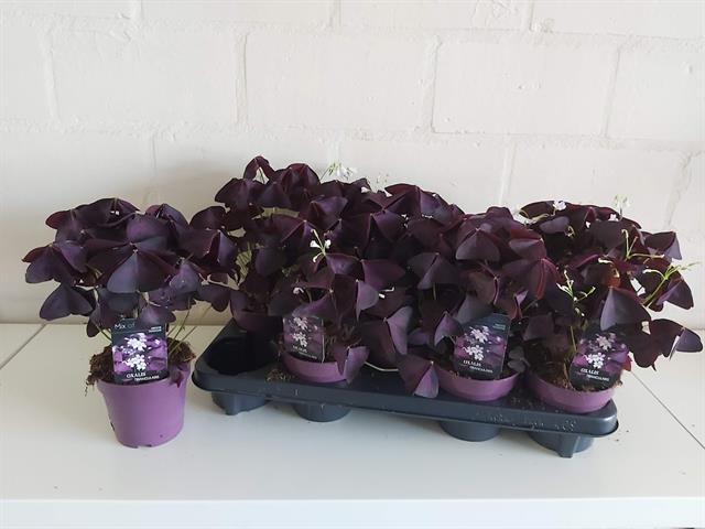 oxalis