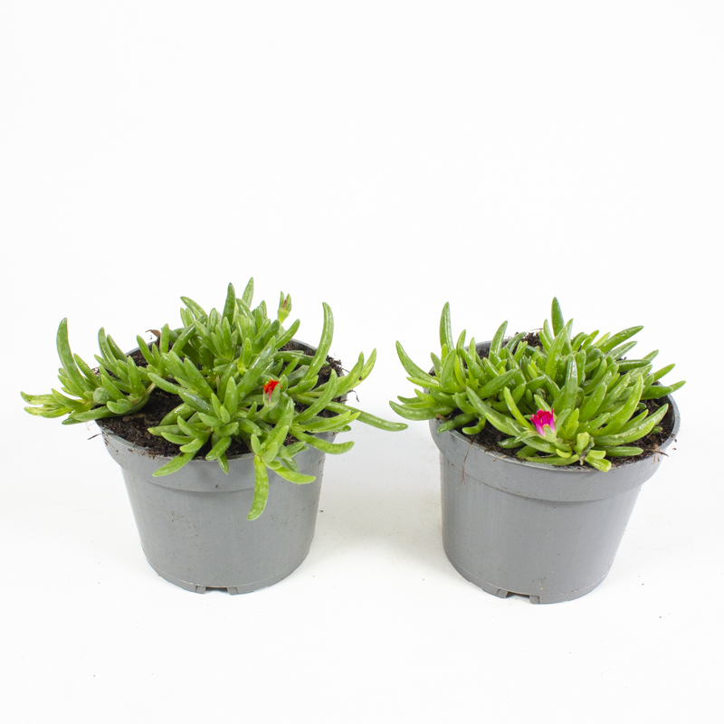 Delosperma cooperi ice cream