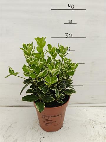 euonymus