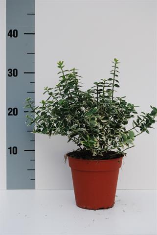 euonymus