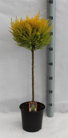 cupressus