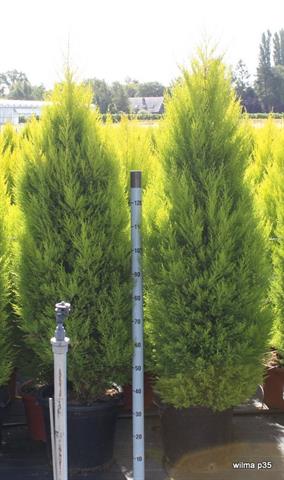 cupressus
