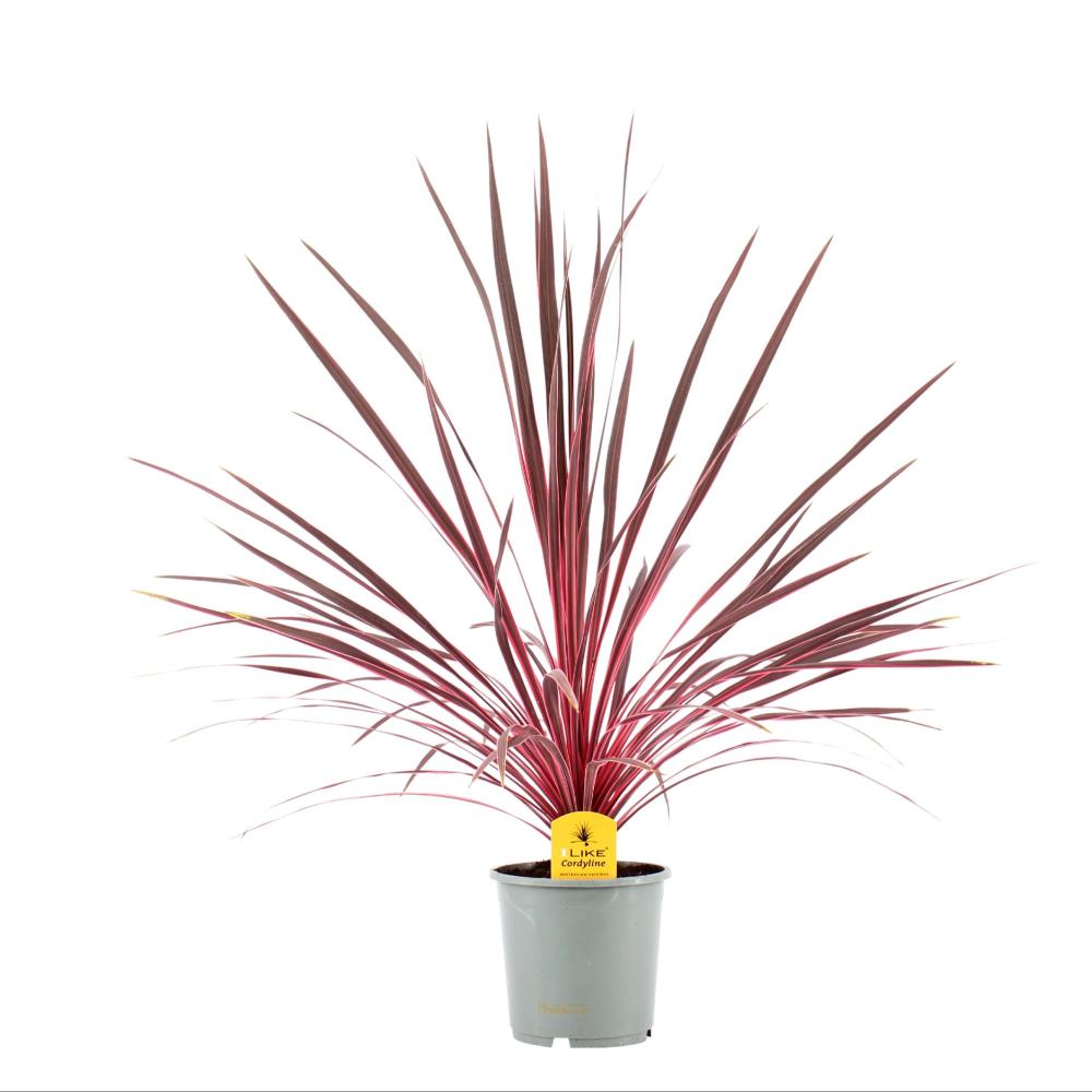 cordyline indivisa