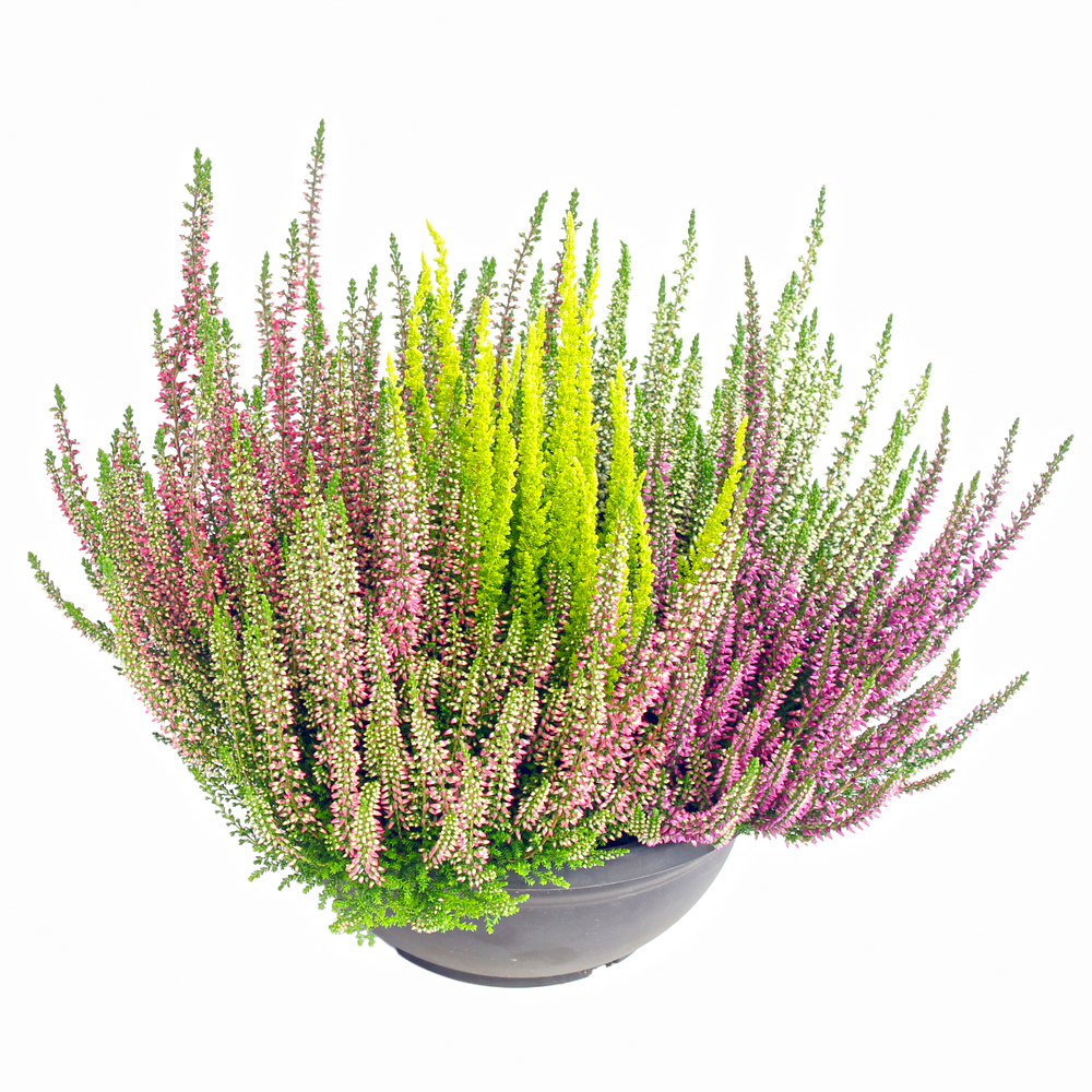 Calluna vulgaris beauty ladies high five