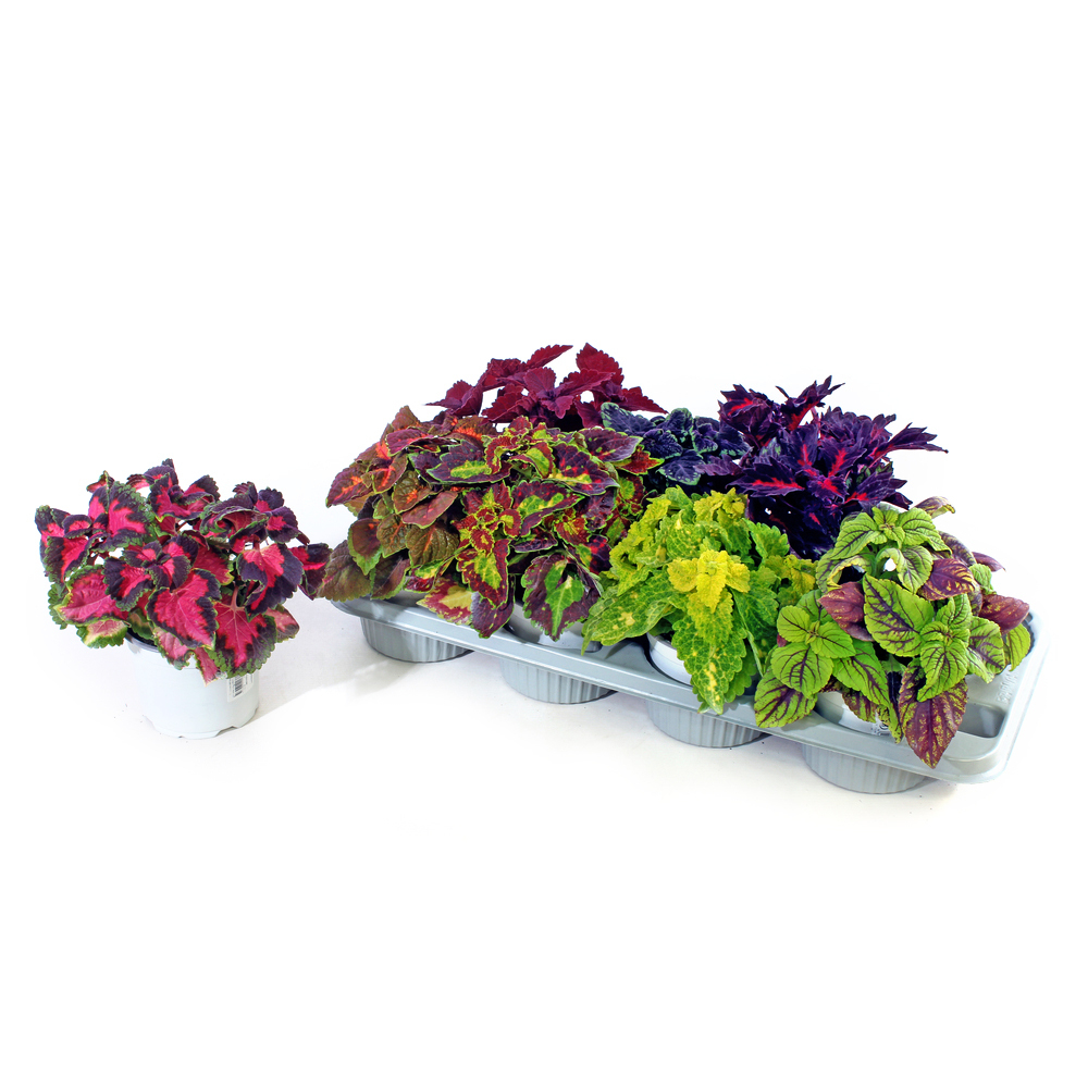 coleus blumei