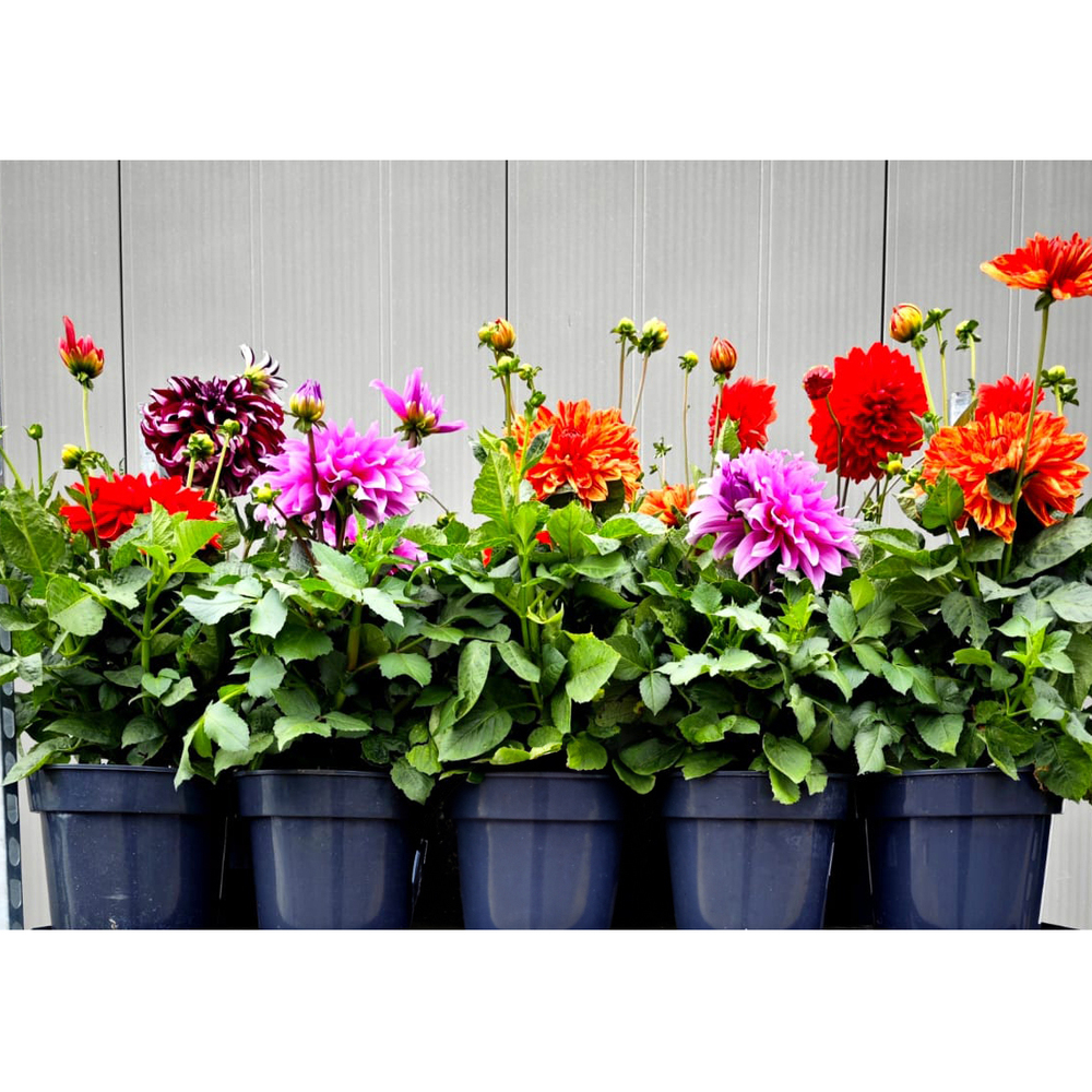 Dahlia hybrida
