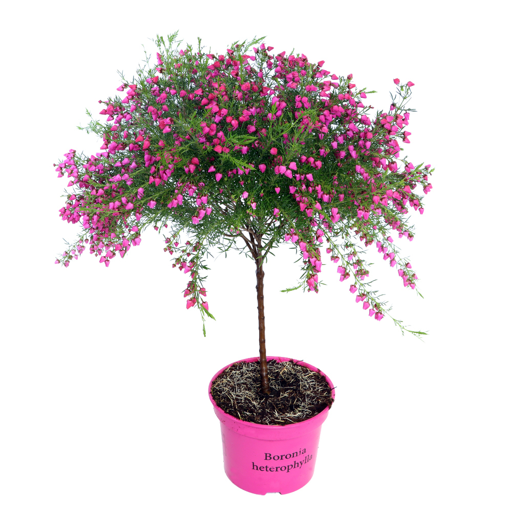 Boronia heterophylla