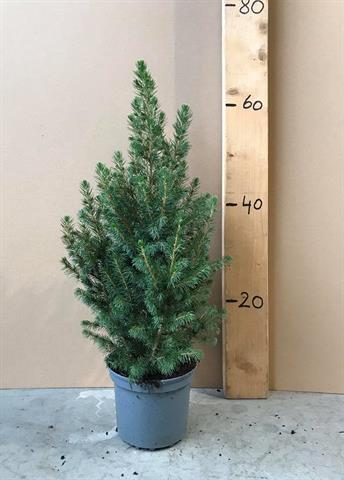picea