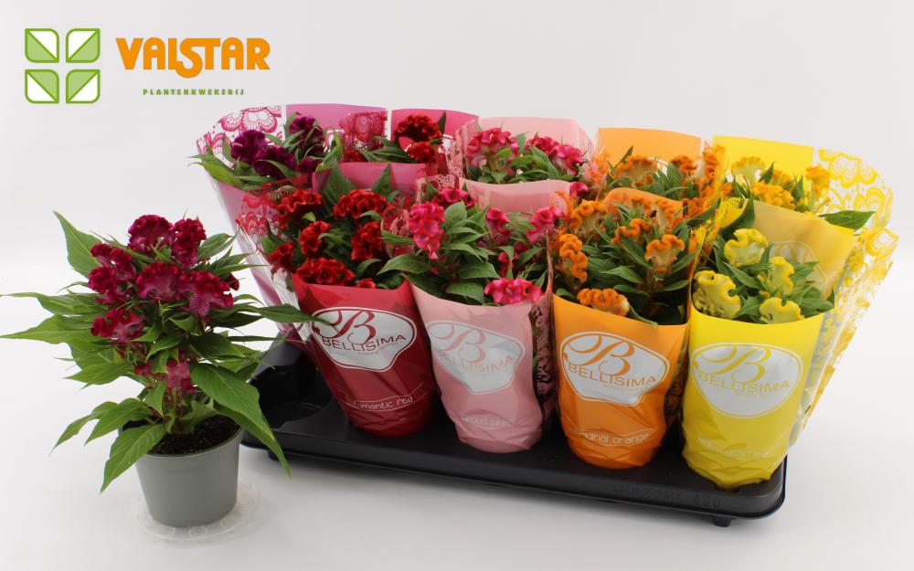 celosia