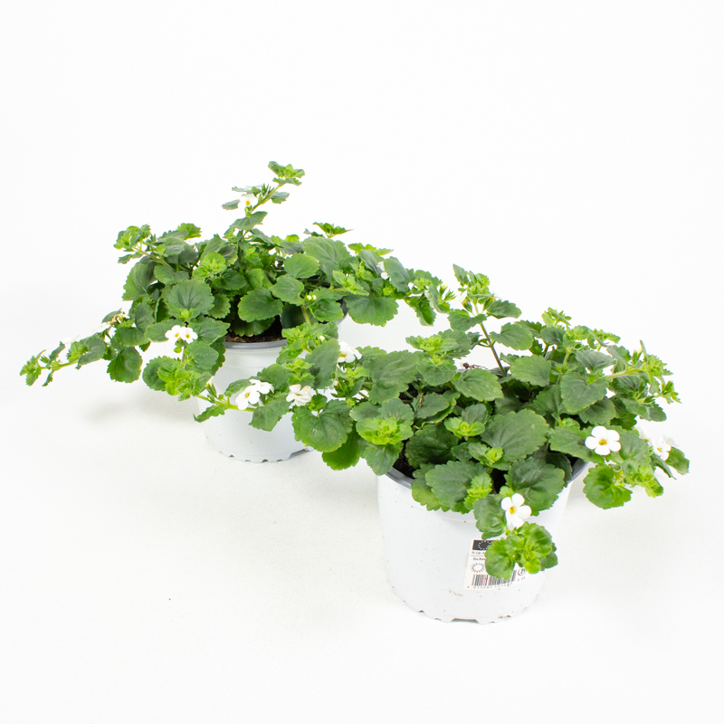 Sutera diffusa bacopa baja white
