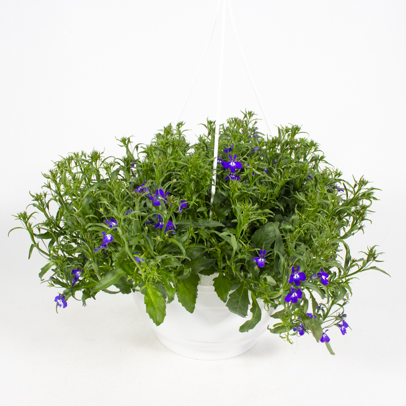 Lobelia erinus bella azzure