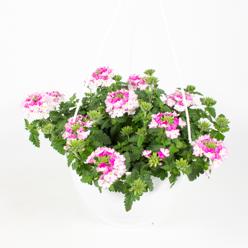 Verbena peruviana venturi