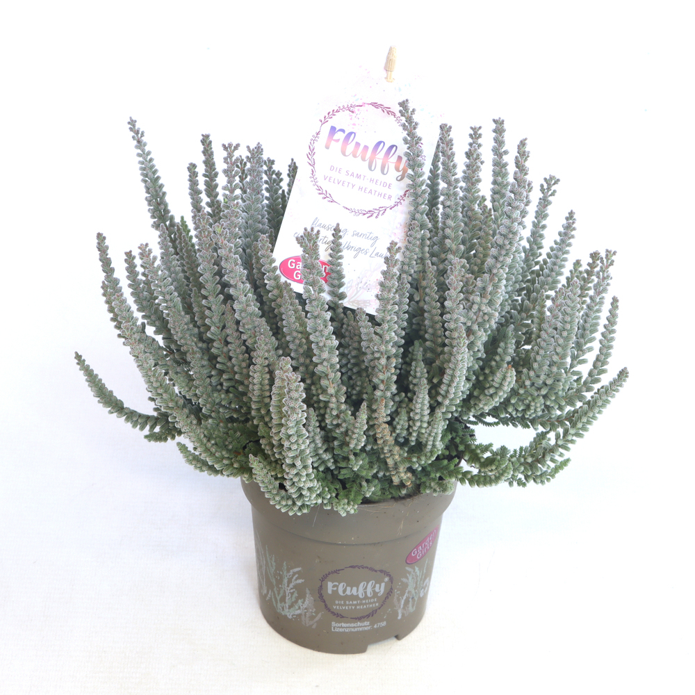 Calluna vulgaris garden girls fluffy (zilly)