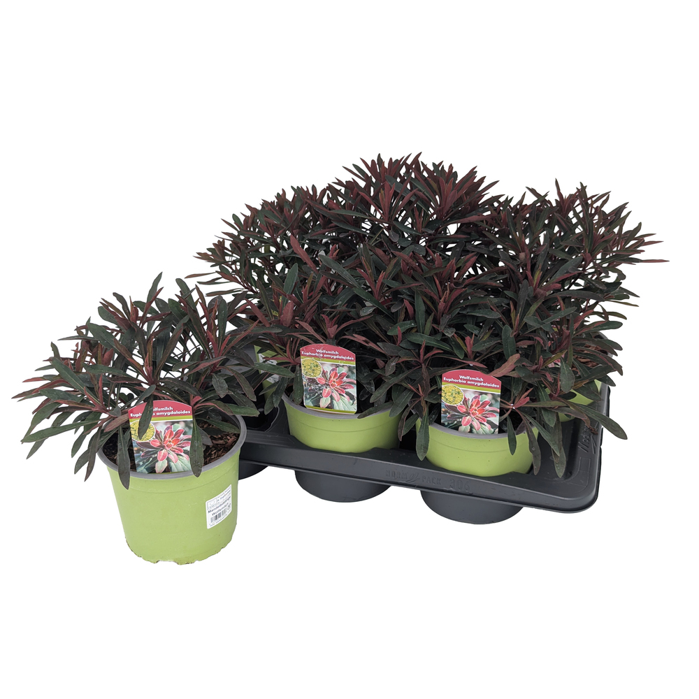 Euphorbia amygdaloides miners merlot