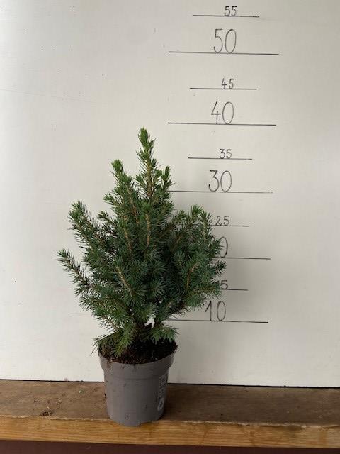picea