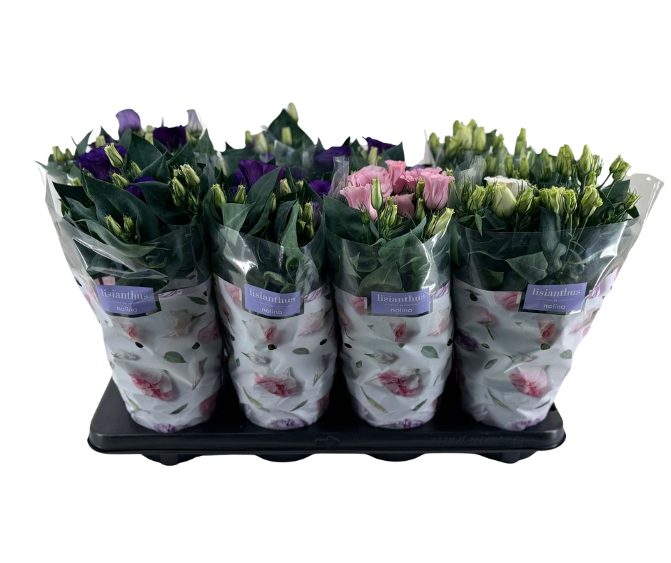 Lisianthus