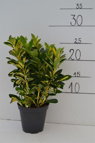 euonymus