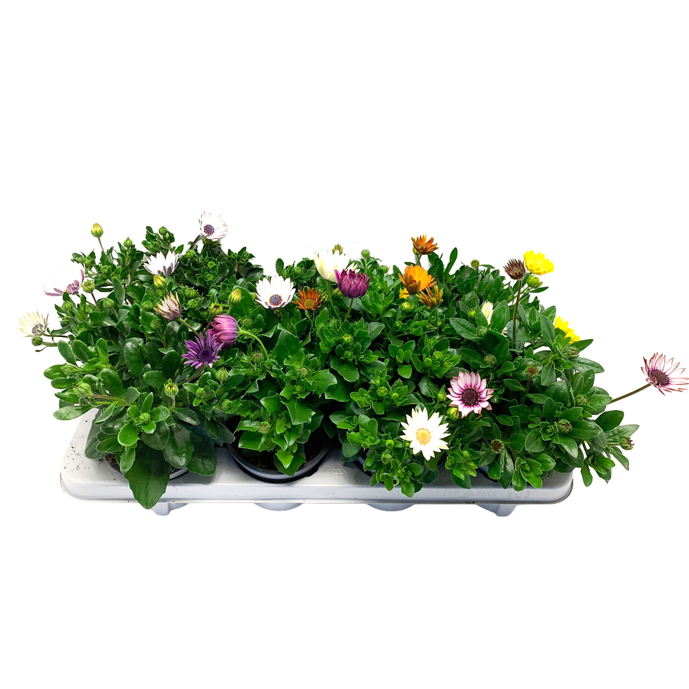 Osteospermum ecklonis