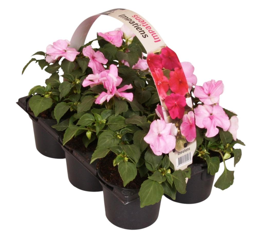 impatiens