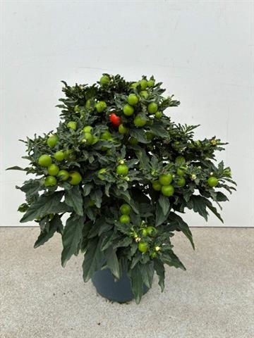 solanum