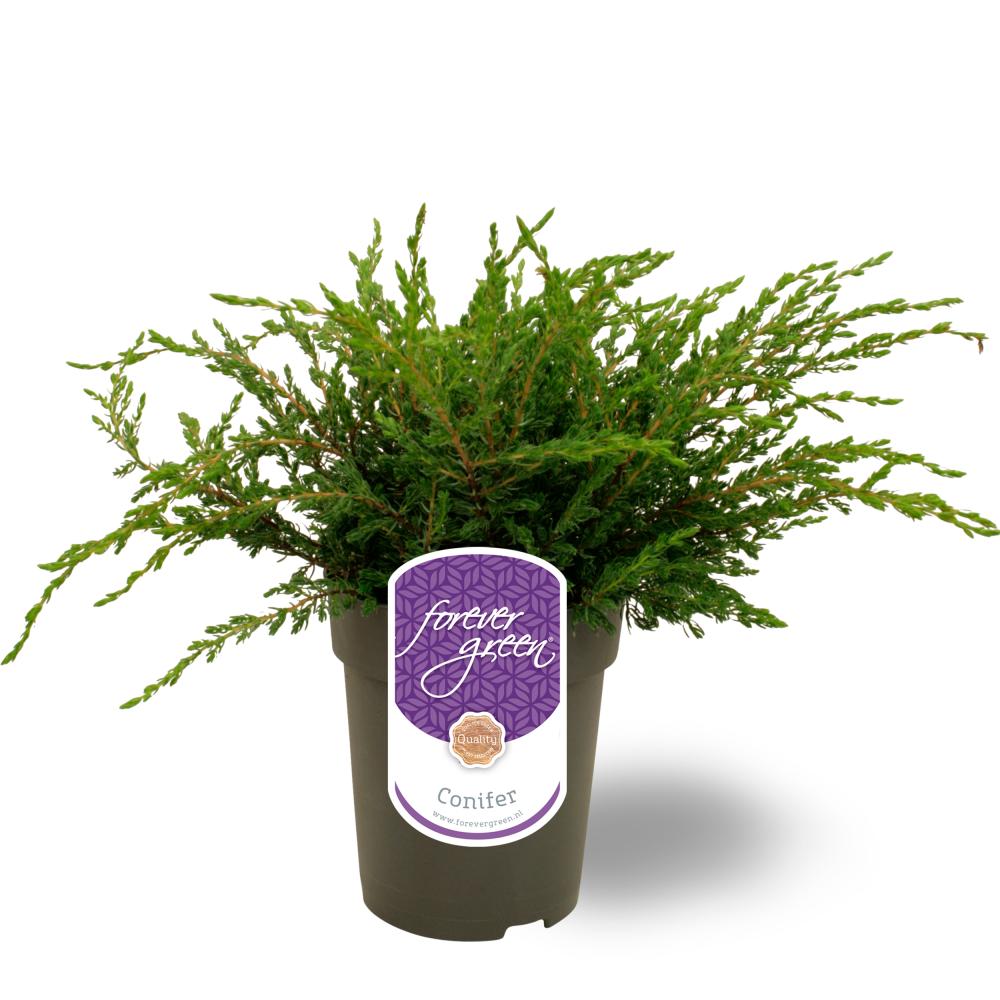 juniperus