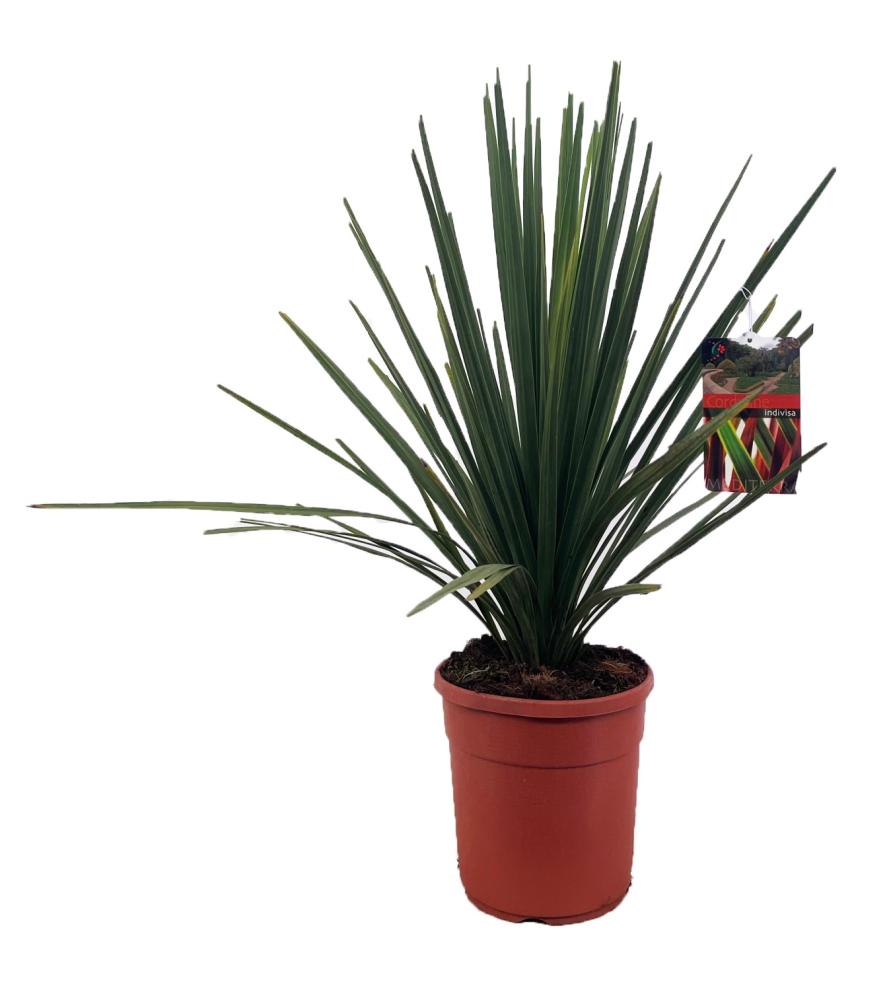 cordyline indivisa