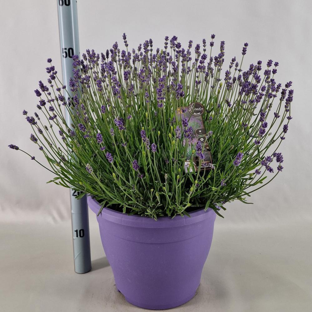 lavandula