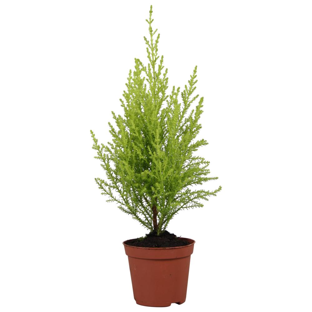 cupressus