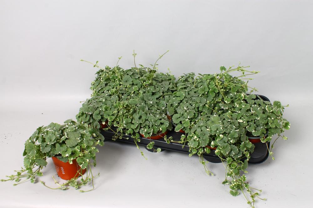 Nepeta