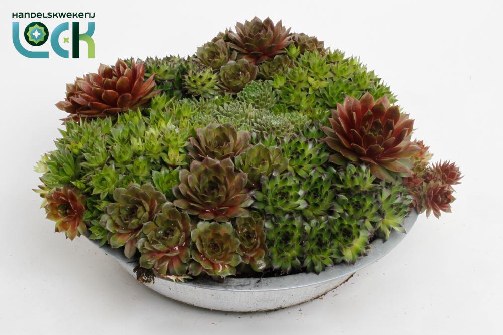 sempervivum