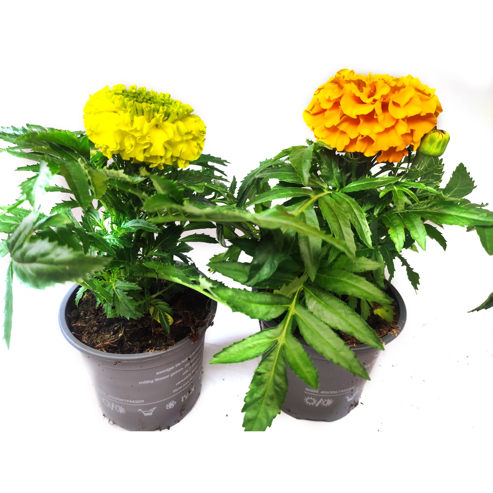 Tagetes erecta