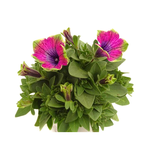 Petunia veranda little picasso
