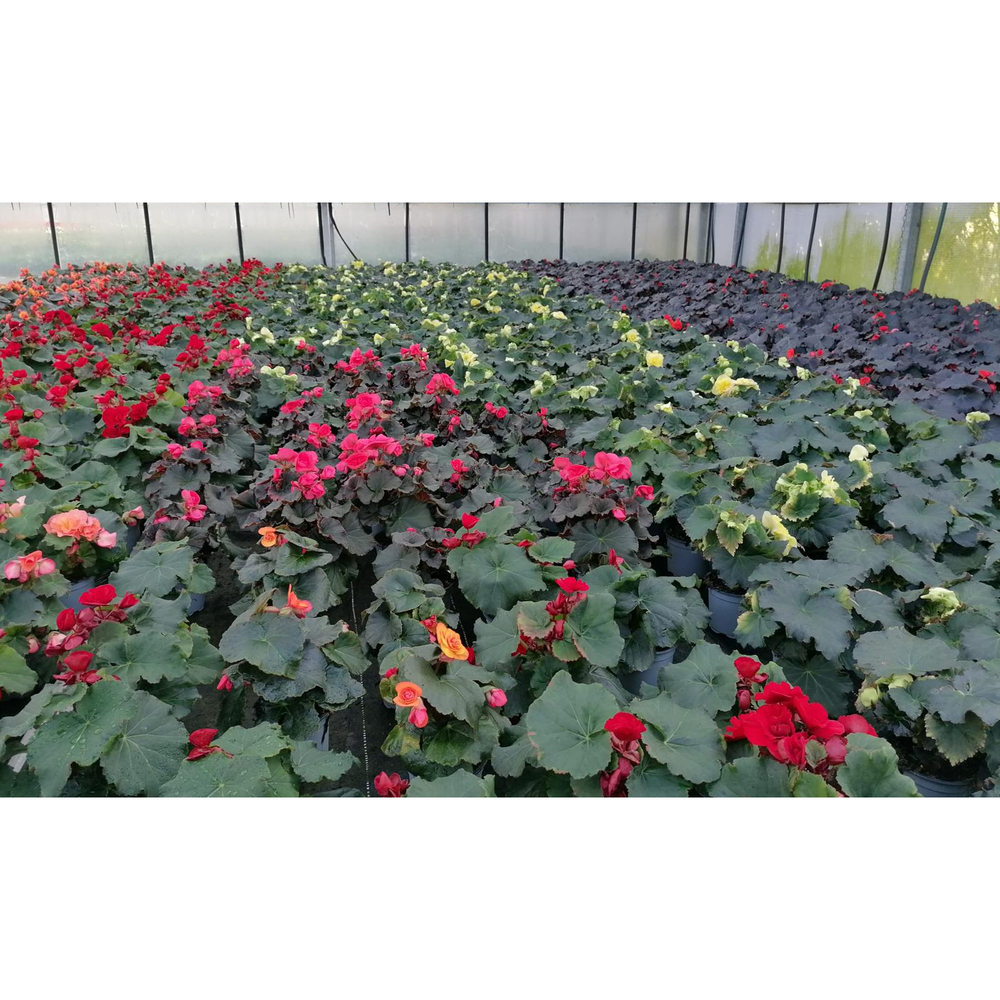 Begonia tuberhybrida