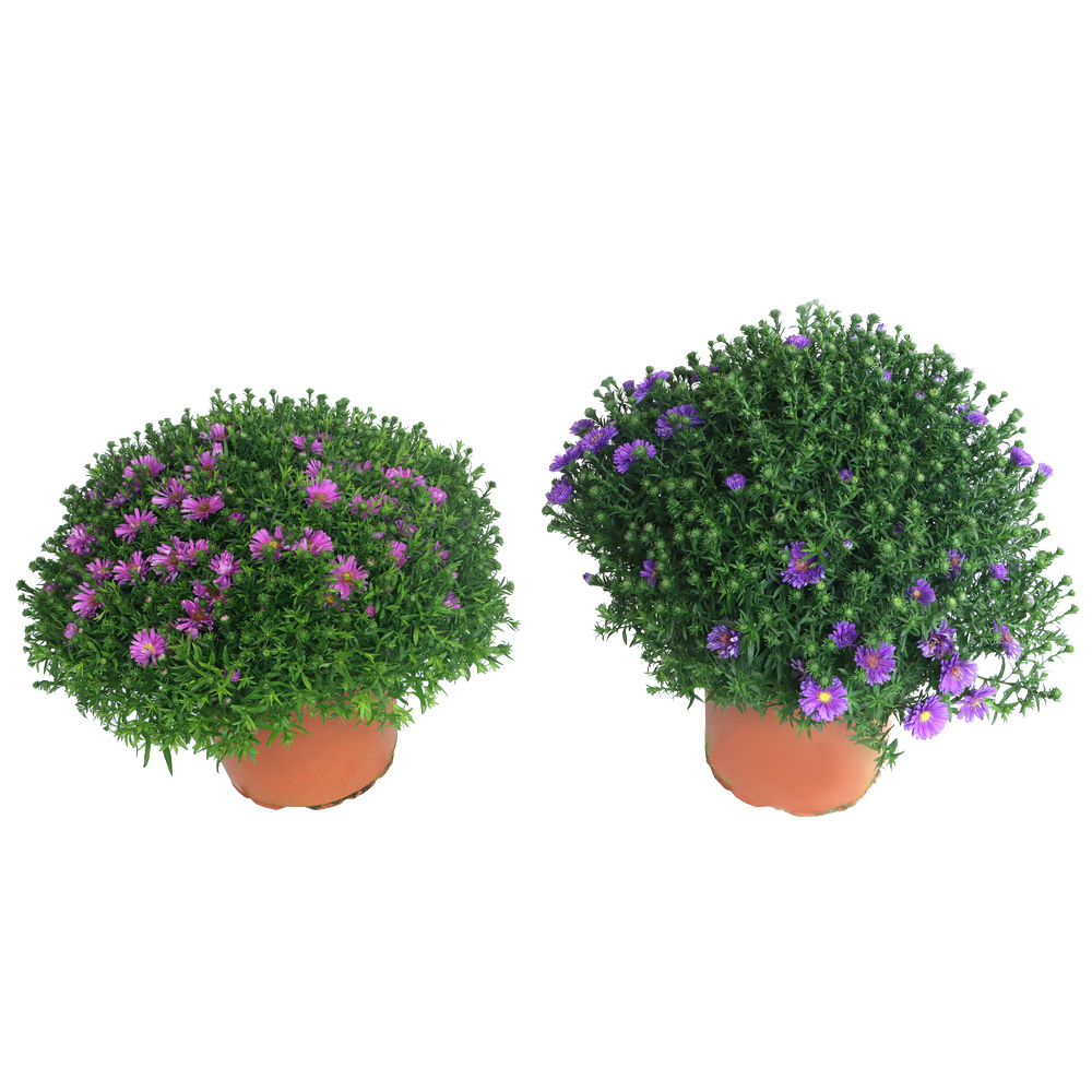 Aster dumosus