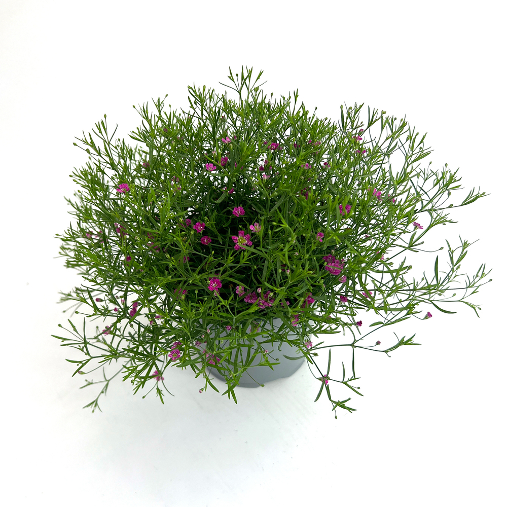 Gypsophila gypsi