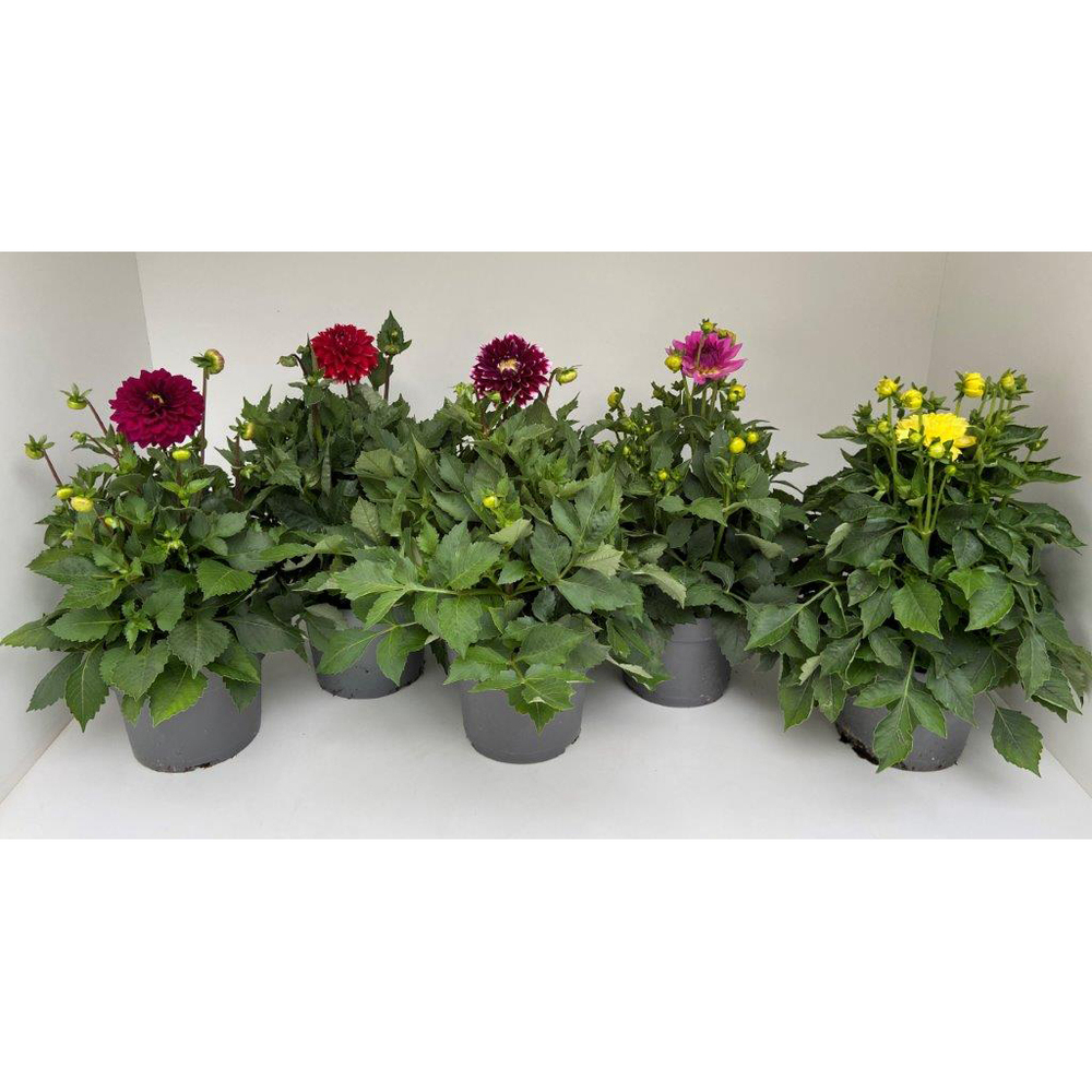 Dahlia hybrida