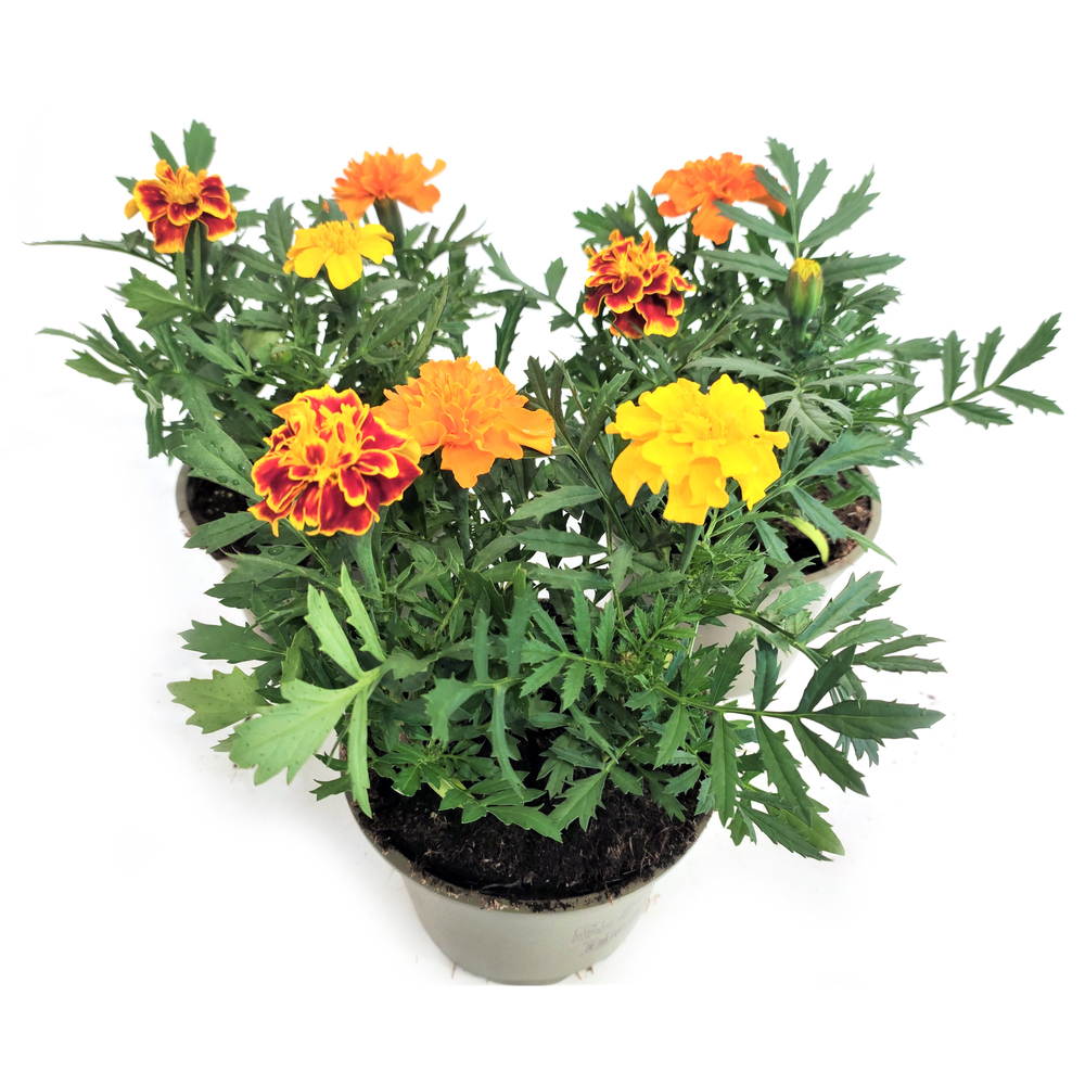 Tagetes patula nana trio