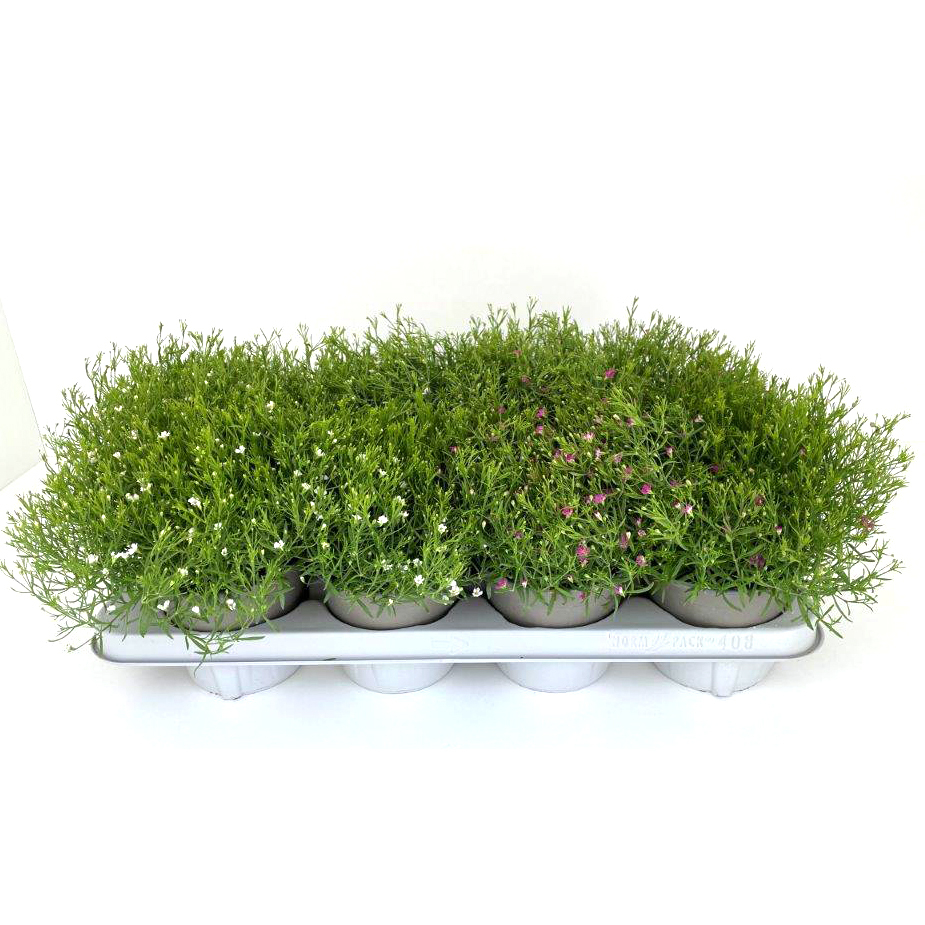 Gypsophila muralis gypsy
