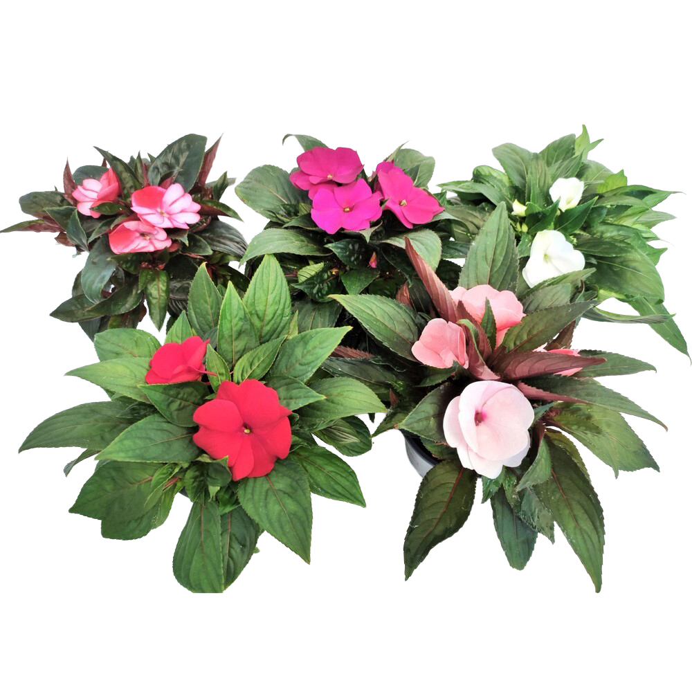 Impatiens neu guinea