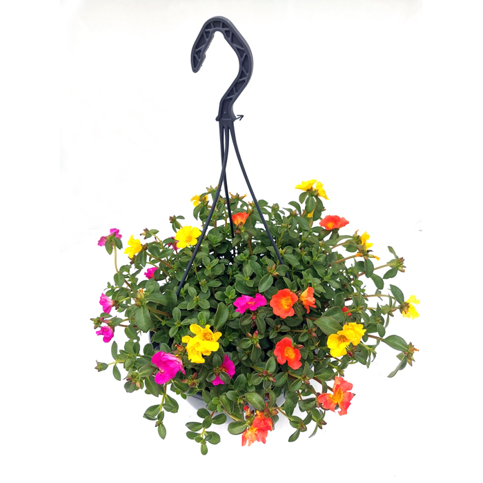 Portulaca oleracea cupcake trio