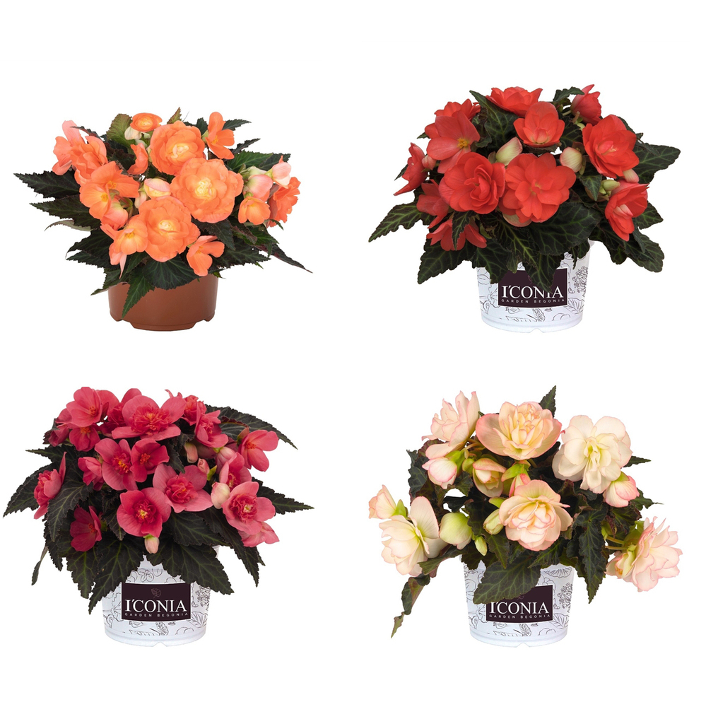 Begonia i conia