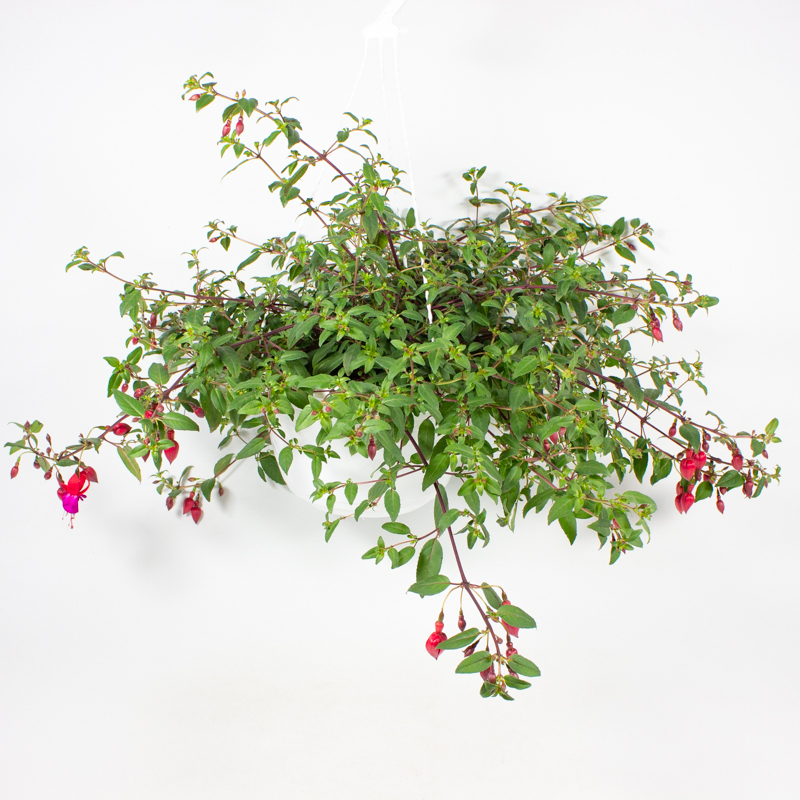 fuchsia