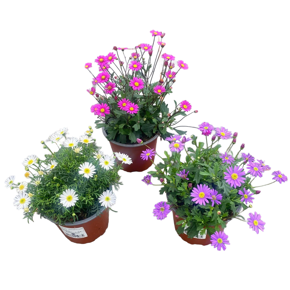 Brachyscome multifida